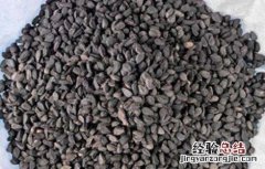洋葱种子种植方法图片 洋葱种子种植方法