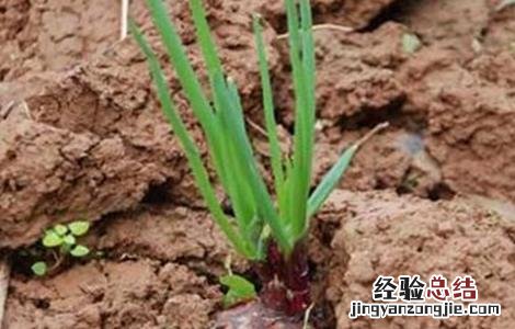 洋葱种子种植方法图片 洋葱种子种植方法