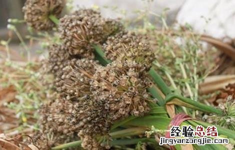 洋葱种子种植方法图片 洋葱种子种植方法