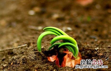 洋葱种子种植方法图片 洋葱种子种植方法