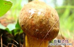 牛肝菌的生长条件 牛肝菌的生长环境和条件
