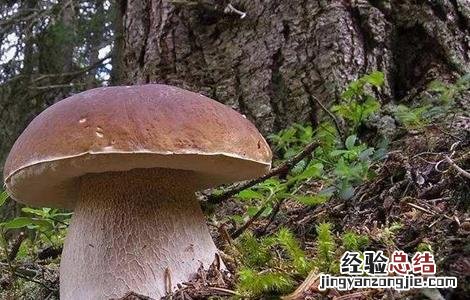 牛肝菌的生长条件 牛肝菌的生长环境和条件