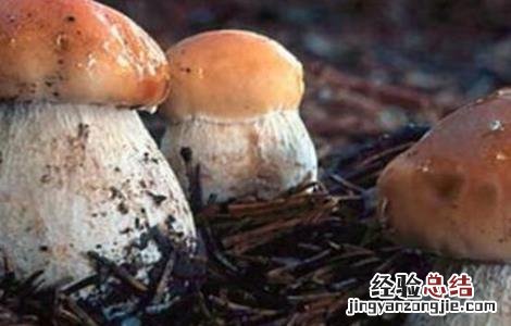 牛肝菌的生长条件 牛肝菌的生长环境和条件