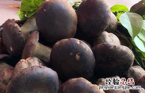 牛肝菌的生长条件 牛肝菌的生长环境和条件