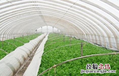 蔬菜大棚常见种植方式有哪些 蔬菜大棚常见种植方式