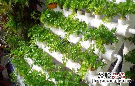 蔬菜大棚常见种植方式有哪些 蔬菜大棚常见种植方式