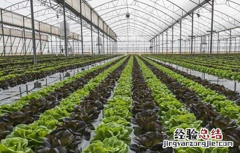 蔬菜大棚常见种植方式有哪些 蔬菜大棚常见种植方式
