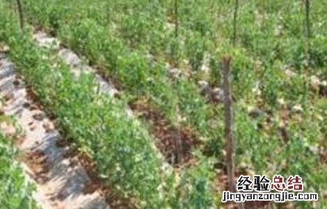 豌豆春季管理要点 豌豆春季管理要点有哪些