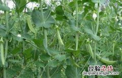 豌豆春季管理要点 豌豆春季管理要点有哪些