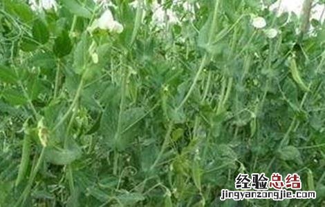 豌豆春季管理要点 豌豆春季管理要点有哪些