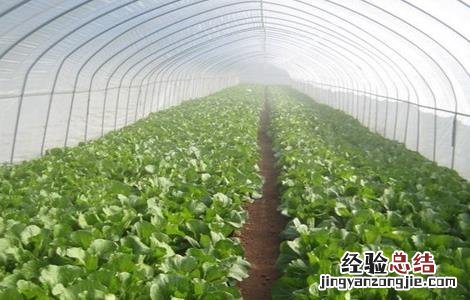 蔬菜大棚种植技术 蔬菜大棚种植技术培训