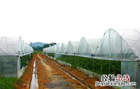 蔬菜大棚种植技术 蔬菜大棚种植技术培训