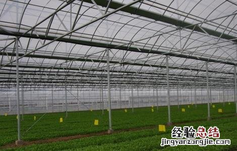 蔬菜大棚种植技术 蔬菜大棚种植技术培训