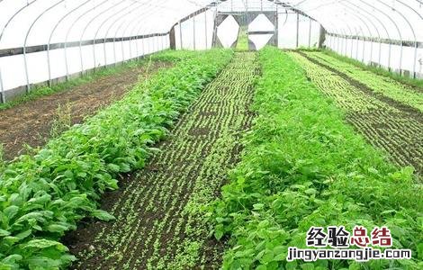 蔬菜大棚种植技术 蔬菜大棚种植技术培训