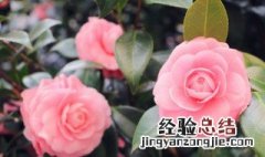 花语的意思 各种花语的意思