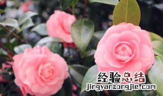 花语的意思 各种花语的意思