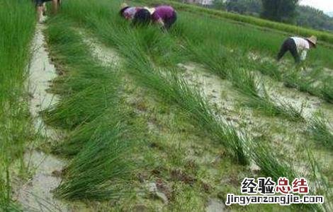 荸荠的田间管理要点 荸荠的田间管理与栽培技术