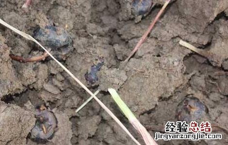 荸荠的田间管理要点 荸荠的田间管理与栽培技术