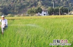 荸荠的田间管理要点 荸荠的田间管理与栽培技术