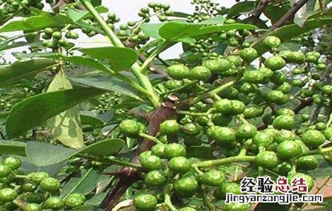 藤椒种植的注意事项 藤椒种植的注意事项和禁忌