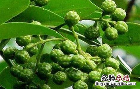 藤椒种植的注意事项 藤椒种植的注意事项和禁忌