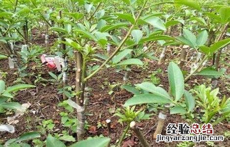 藤椒种植的注意事项 藤椒种植的注意事项和禁忌