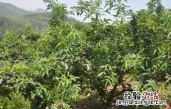 藤椒种植的注意事项 藤椒种植的注意事项和禁忌
