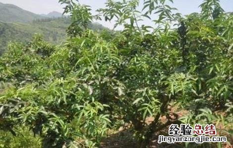 藤椒种植的注意事项 藤椒种植的注意事项和禁忌