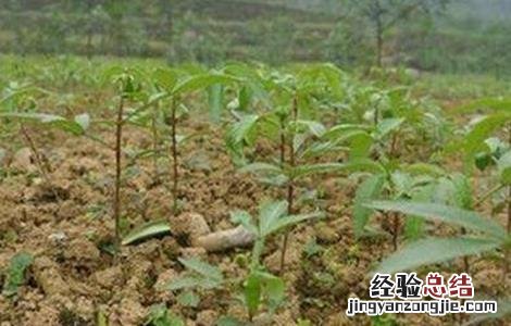 藤椒种植的注意事项 藤椒种植的注意事项和禁忌