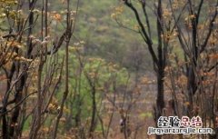 香椿的田间管理要点包括 香椿的田间管理要点