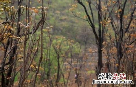 香椿的田间管理要点包括 香椿的田间管理要点