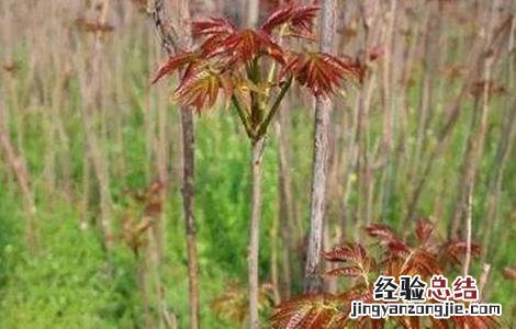 香椿的田间管理要点包括 香椿的田间管理要点