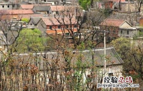 香椿的田间管理要点包括 香椿的田间管理要点