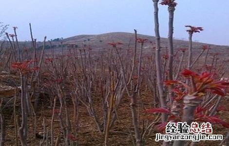 香椿的田间管理要点包括 香椿的田间管理要点