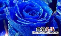 蓝色玫瑰花语是什么意思 蓝色玫瑰花语是什么意思啊