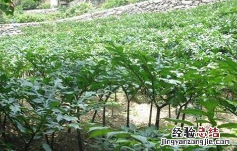 魔芋种植条件是什么 魔芋种植条件