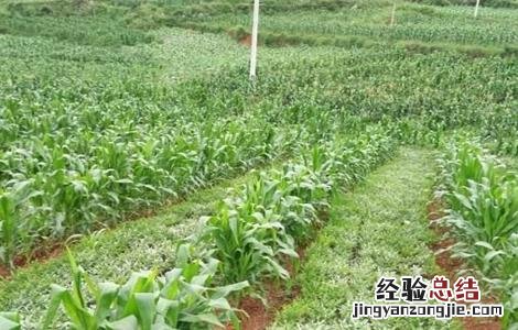 魔芋种植条件是什么 魔芋种植条件