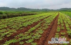 魔芋种植条件是什么 魔芋种植条件