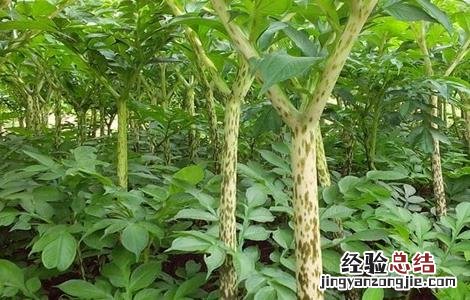魔芋种植条件是什么 魔芋种植条件