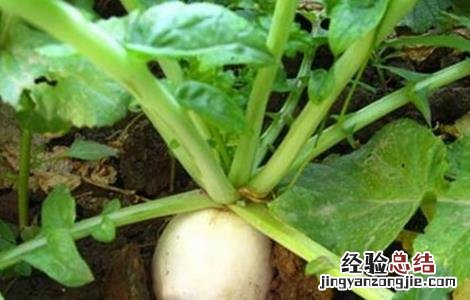 萝卜种植需要注意的一些问题是什么 萝卜种植需要注意的一些问题