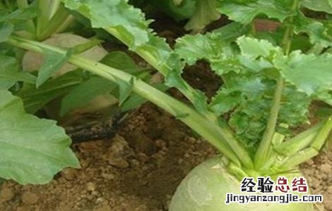 萝卜种植需要注意的一些问题是什么 萝卜种植需要注意的一些问题