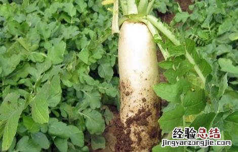 萝卜种植需要注意的一些问题是什么 萝卜种植需要注意的一些问题