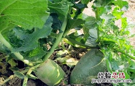 萝卜种植需要注意的一些问题是什么 萝卜种植需要注意的一些问题
