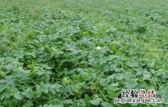 萝卜种植需要注意的一些问题是什么 萝卜种植需要注意的一些问题