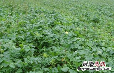 萝卜种植需要注意的一些问题是什么 萝卜种植需要注意的一些问题