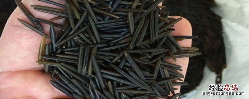菰米的种植 中国哪里有菰米种植