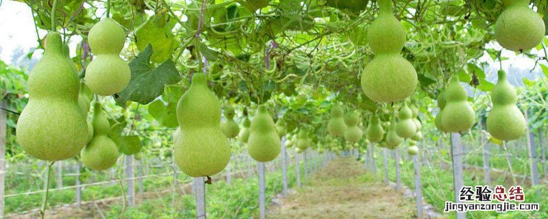 葫芦的保存和处理方法 葫芦储存处理方法