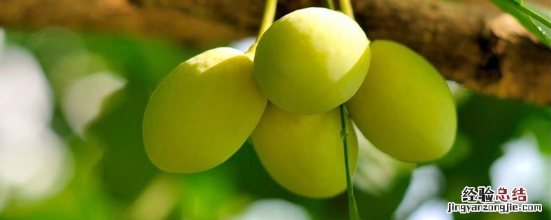 白果的处理方法 鲜白果怎么处理方法