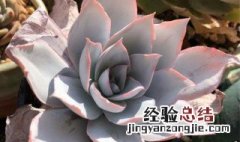 蓝光多肉怎么养 蓝光多肉的养殖方法和注意事项