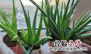 家里放芦荟是吉是凶 家里摆放芦荟好吗